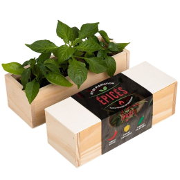 Kit d’Auto-culture Épices - Piment, habanero et jalapeño