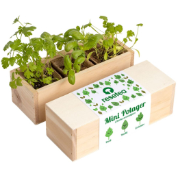 Mini potager d'herbes aromatiques