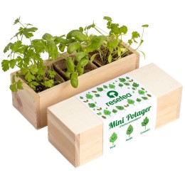 Mini potager d'herbes aromatiques
