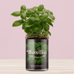 Potager de basilic pour la cuisine