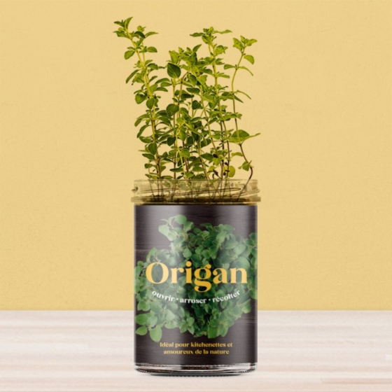 Potager d'origan pour la cuisine