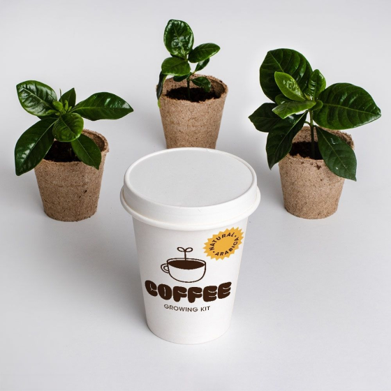 Kit de culture de café