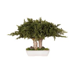 Bonsaï Juniperus 15 cm