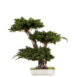 Bonsaï Juniperus 50 cm