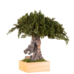 Bonsaï stabilisé Juniperus racine simple