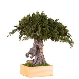 Bonsaï stabilisé Juniperus racine simple
