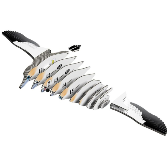 Fou de bassan – Eugy 3D