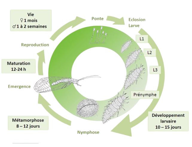 Cycle de vie des chrysopes