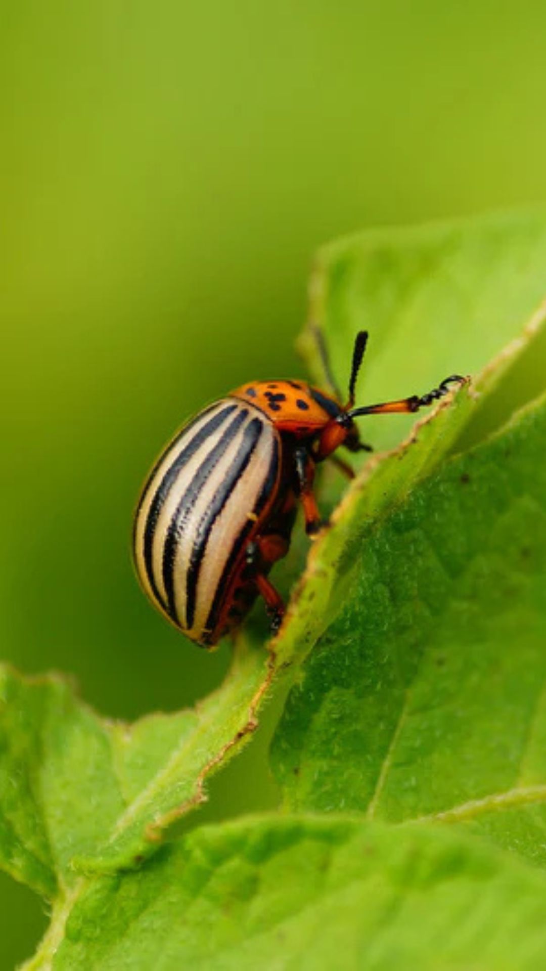 Doryphore de la pomme