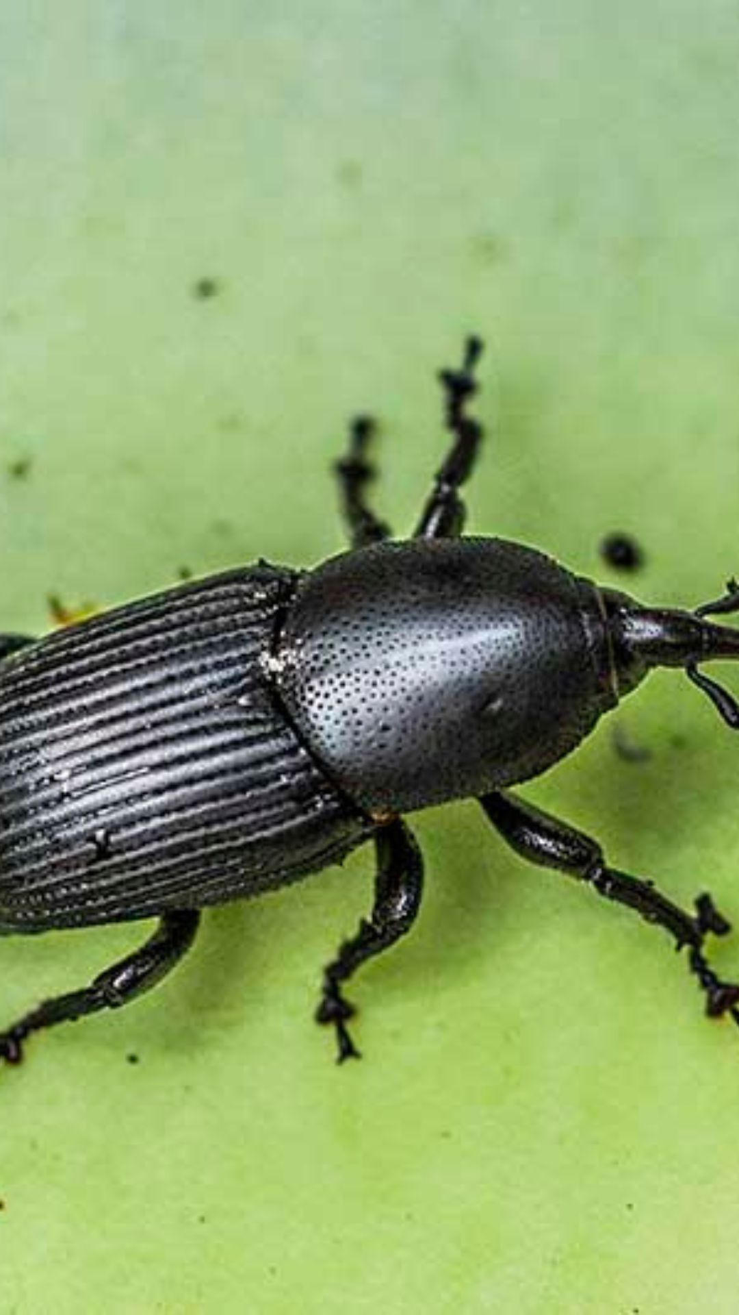Charançon de l'agave