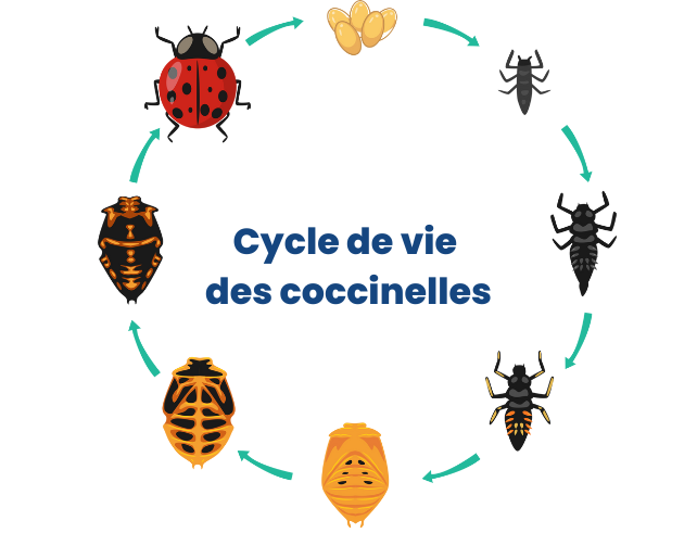 cycle de vie des coccinelles