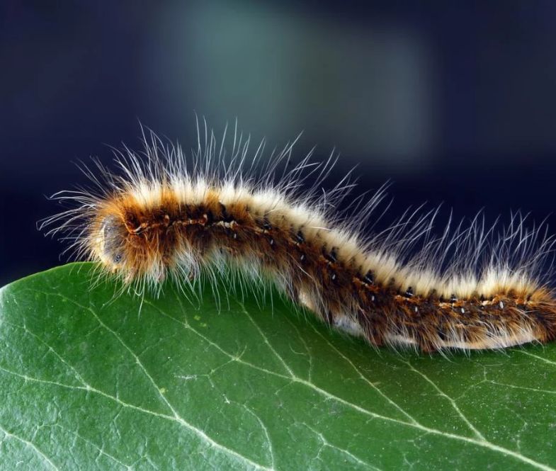chenille processionnaire
