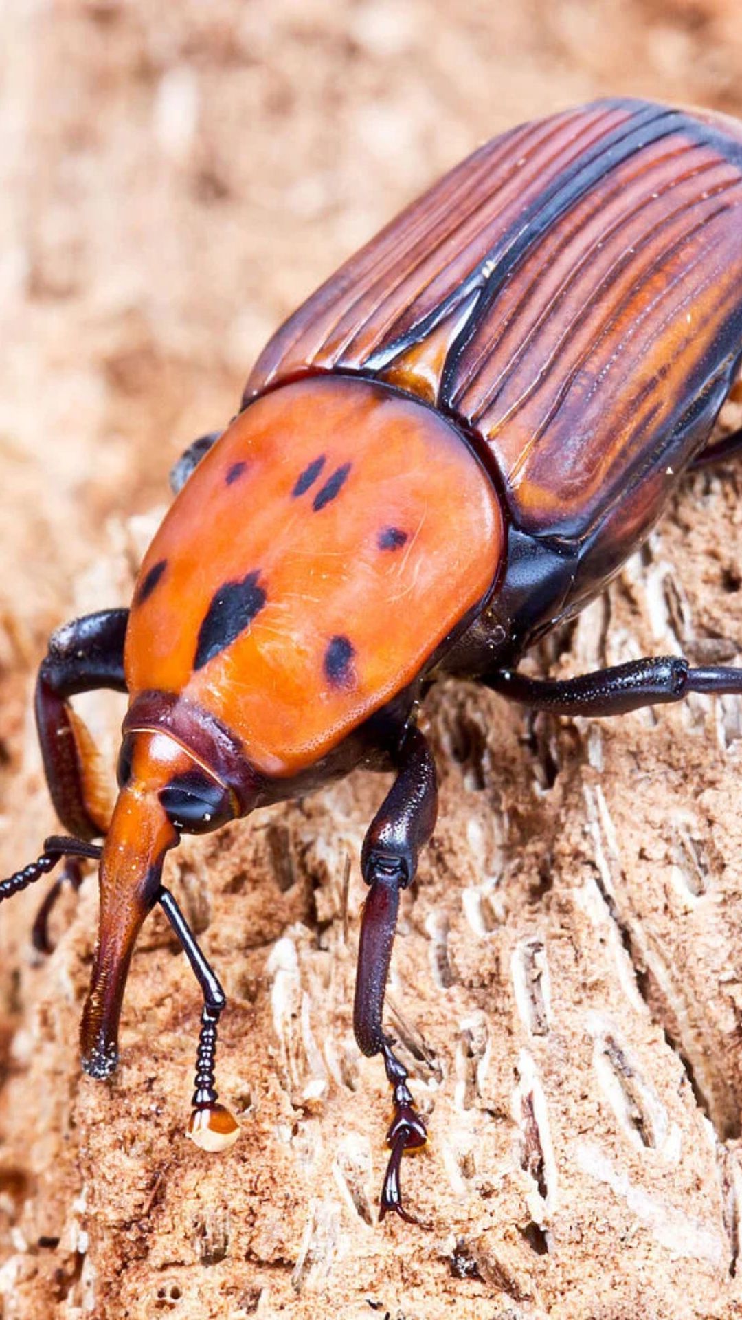 Chanrançon rouge du palmier