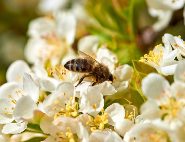 Abeilles sur fleurs