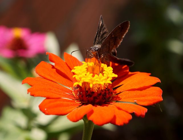 Papillons sur fleurs 