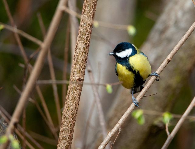 Mésange charbonnière