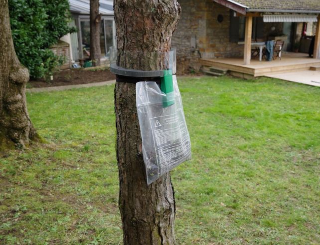 piège contre la chenille du pin 