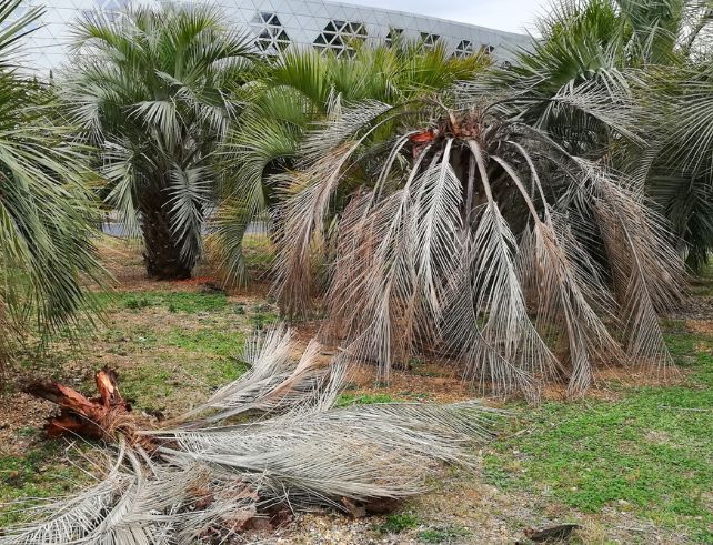 arbres abimé par le charançon rouge du palmier
