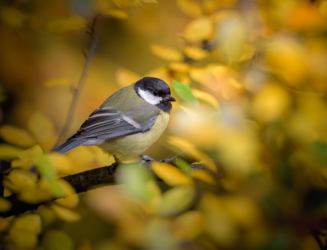 Mésange charbonnière