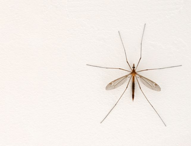 Guide Achat : Anti moustiques