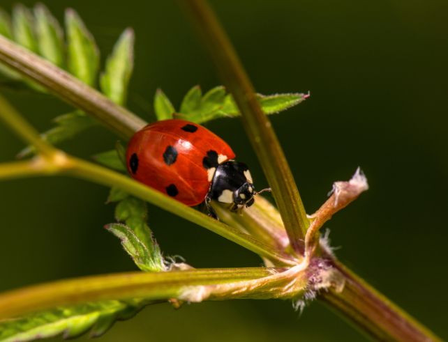 Comment utiliser les larves de coccinelles pour protéger votre potager ?