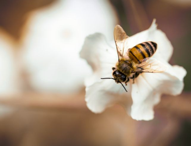 Les abeilles pollinisatrices