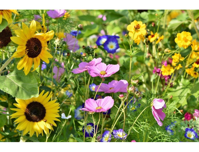 Prévenir plutôt que guérir : comment anticiper les attaques de ravageurs au jardin ? Prévenir plutôt que guérir : comment anticiper les attaques de ravageurs au jardin ?
