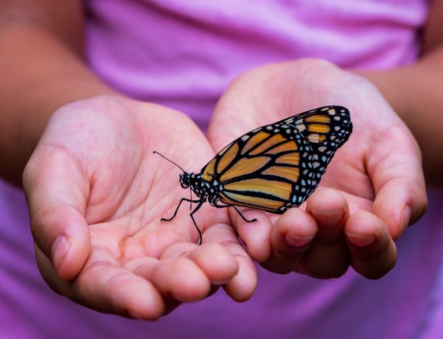 Guide Pratique : Comment utiliser les kits d’élevage d’insectes