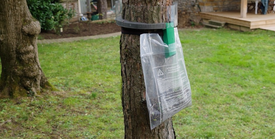 Stoppez l’invasion des chenilles processionnaires